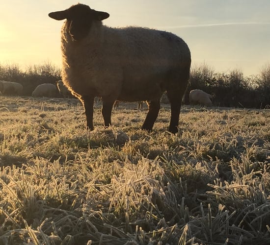 Freezing temperatures to remain this week Met Eireann says