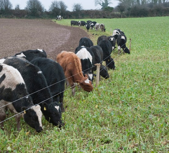 Alternative winter feed sources for dairy farmers