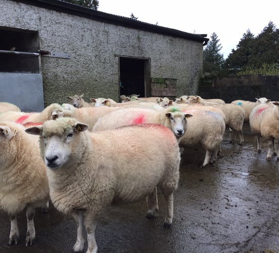 Maedi Visna on the rise in Scottish sheep flocks