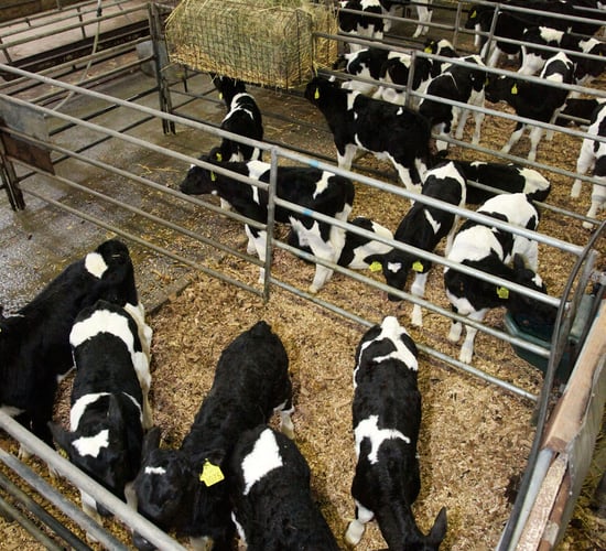 ‘Respiratory problems on the rise within calf rearing units’