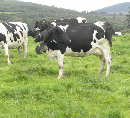 Spring rotation planner is the 'bible' for Dairy Holdings LTD