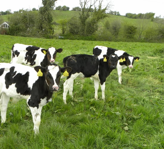 Have you considered turning out some older calves to grass?
