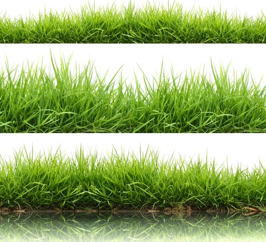 Why some dairy farmers grow twice as much spring grass as others