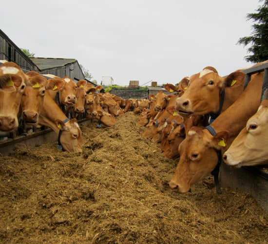 'If you’ve had enough of milking cows, get out of the parlour and employ someone better'