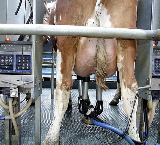 Milk supplies falling but Ireland still ends calendar year 5.93% over quota