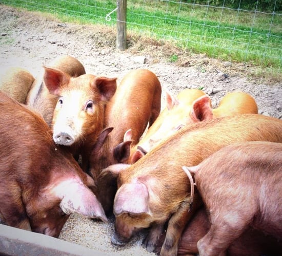 Ear to the Ground looks at the dairy bubble