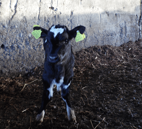 Farmflo approved for electronic herd registrations