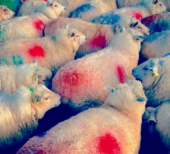 'Weight and price pressure on lambs leaves finishers frustrated'