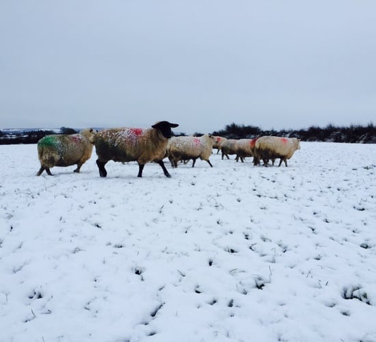 DAFM endangered lives of hill sheep farmers during cold snap - TD