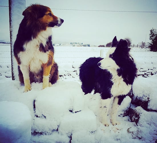 Dogs must be microchipped within 12 months