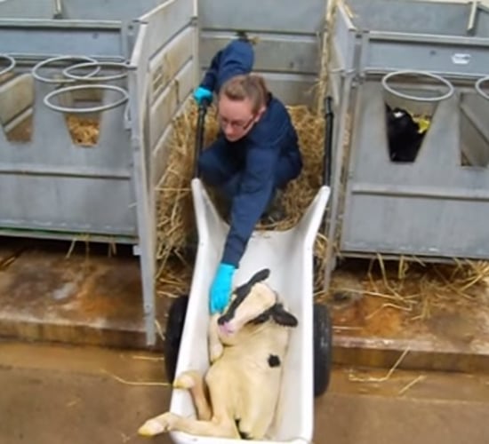 Calf barrow designed to do the lifting and carrying of calves