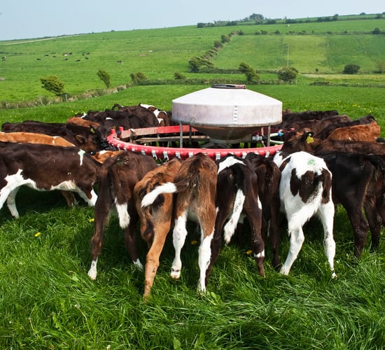 Farmers urged not to feed antibiotic milk to calves this spring