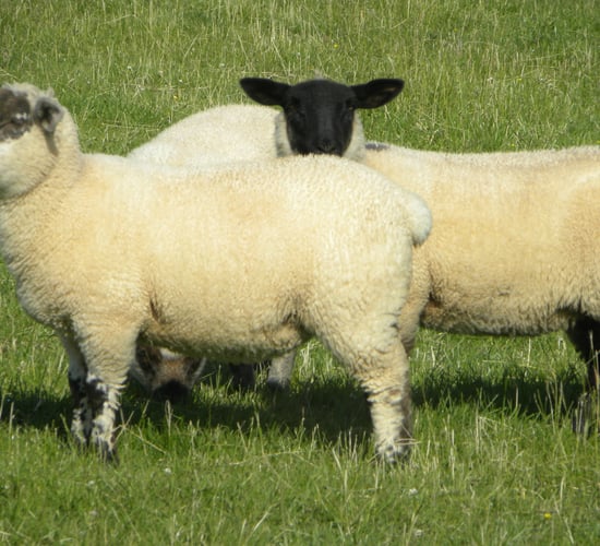 Irish sheep meat exports to the UK dropped in 2014