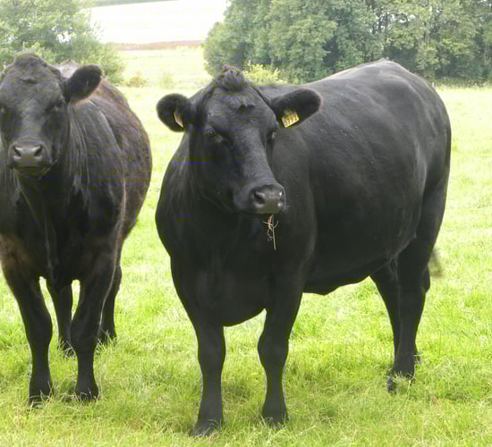 Official brucellosis free status within North’s grasp says UFU