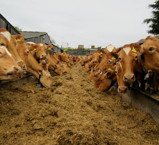 Get paid €17,500 to become a dairy farm manager
