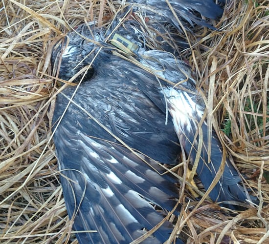Gardai investigating death of Hen Harrier in Kerry