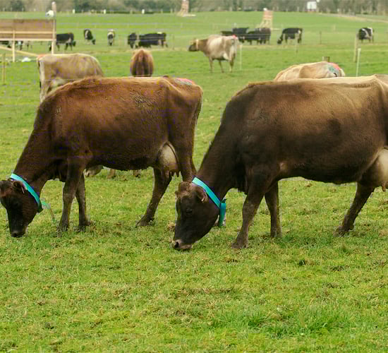 Has Ireland dodged a dairy bullet?