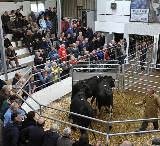 Dairy heifer prices up €100 on last year