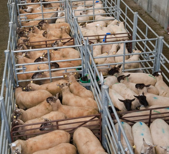 Details of new Clean Livestock Policy for sheep announced