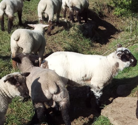 Number of Northern sheep being imported drops 7%