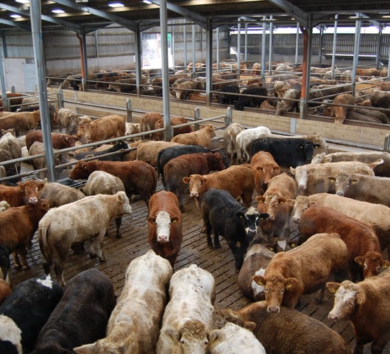 Latest cattle prices: Easing in upward price momentum of recent weeks