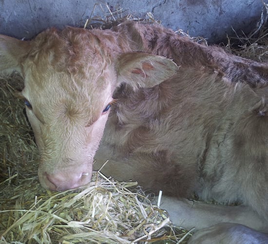 February farming - 12 key points to remember at calving time