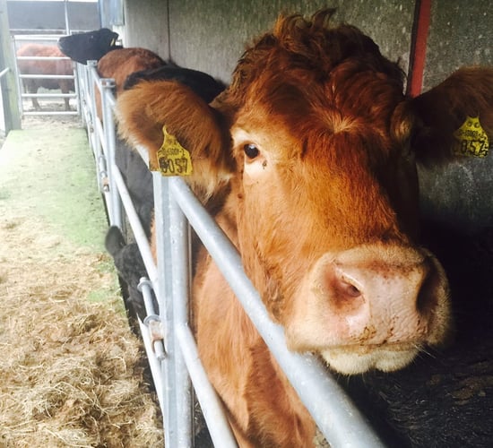 Is worm dosing working as well as it used to on your farm?