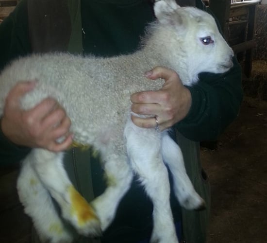 Five legged ewe gives birth to.....