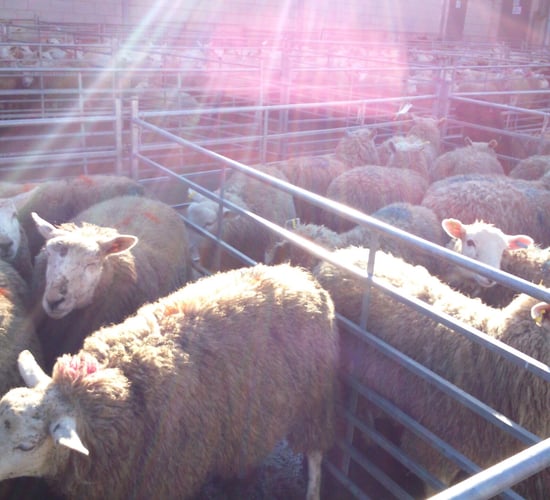 Steady growth in the UK’s sheep meat production