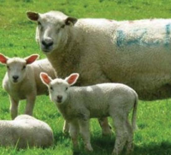 Schmallenberg threat fails to materialise