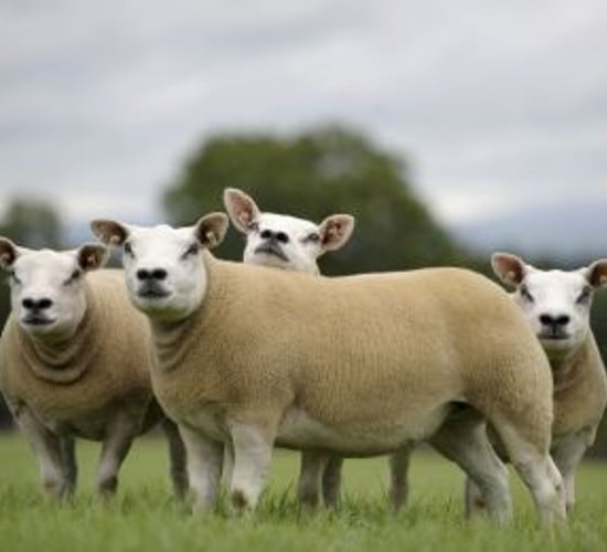 Bluestone should not be used in Texel sheep footbaths, expert warns