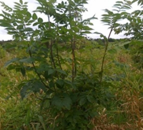 Almost 700ha of ash forestry destroyed due to ash dieback