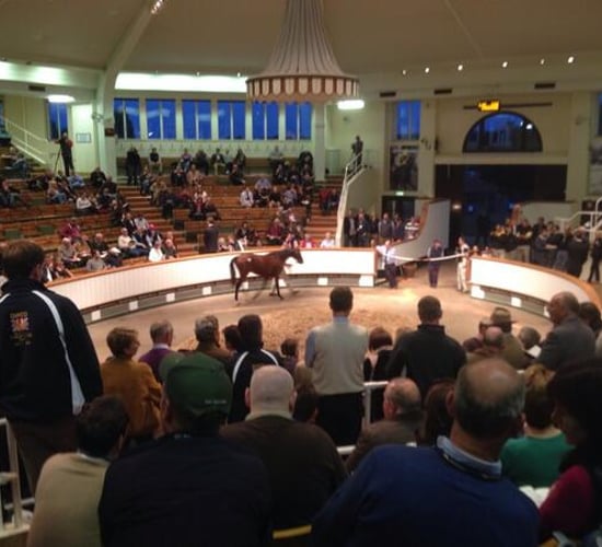 Coveney launches report for the sport horse industry