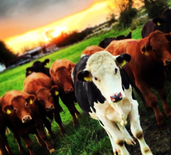 Department expects large number of 'new' farm partnerships in coming months