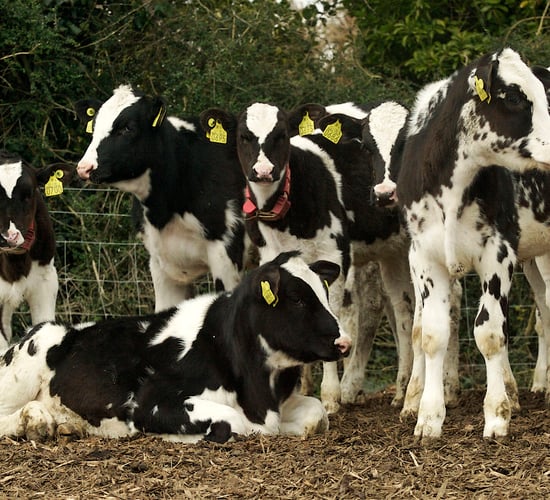 'Irish dairy calves are under fed and not achieving maximum growth potential'