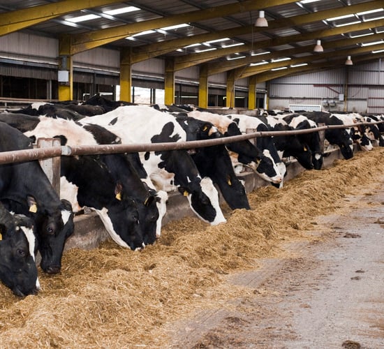 Feeding the dairy cow as the dry period approaches