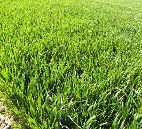CAP reforms driving tillage farmers cropping decisions