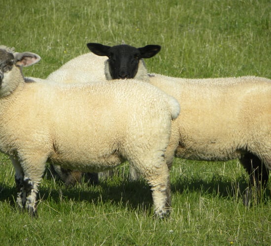 French demand for sheep 'morose' as imports drop to lowest in 27 years