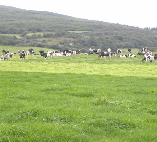 Dairy farmers face €80m superlevy fine