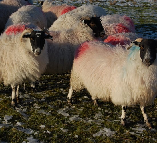 Hill lambing season to get underway within days