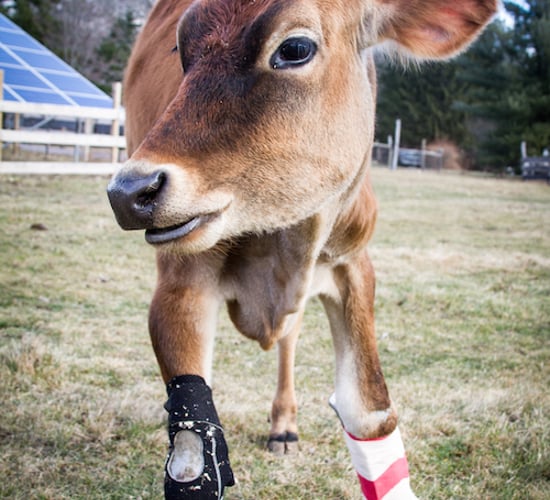 These cow boots were made for walking!