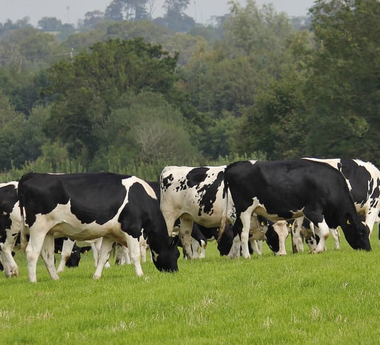 Limiting the drop in milk protein in your herd this spring
