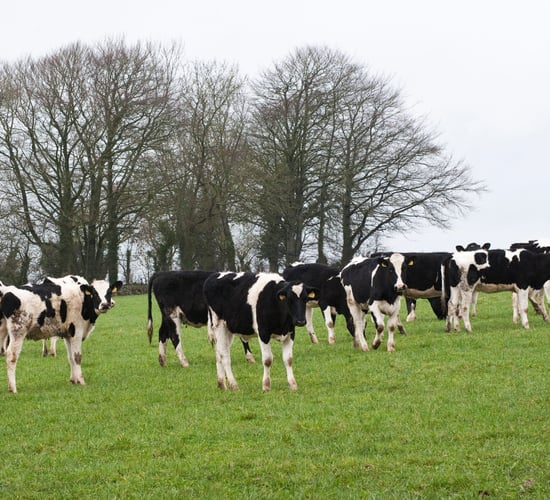What to consider before leasing cows - Teagasc