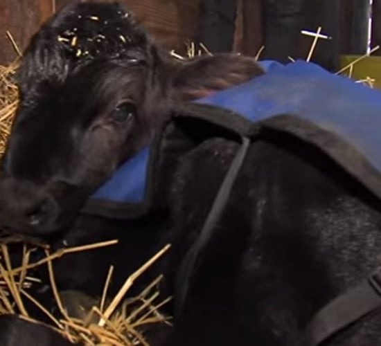 Leroy the calf saved by a dip in the hot tub