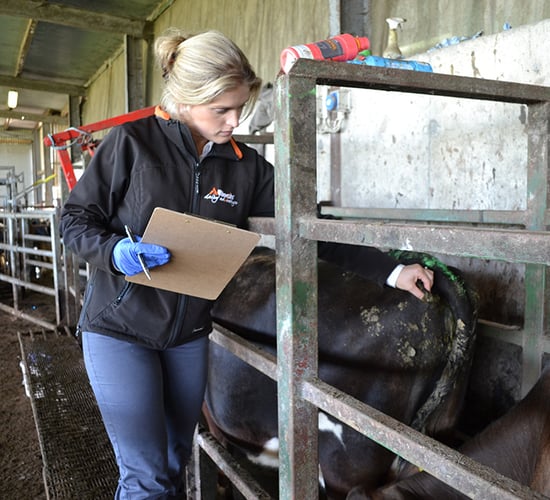 Body condition score: Are your cows on track for drying off?
