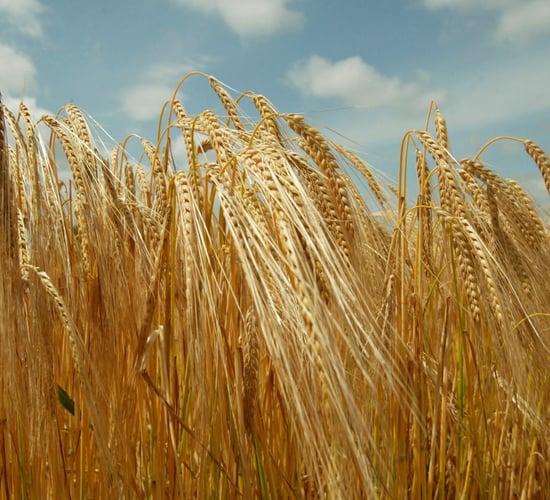 Will Irish whiskey have to contain Irish grain?