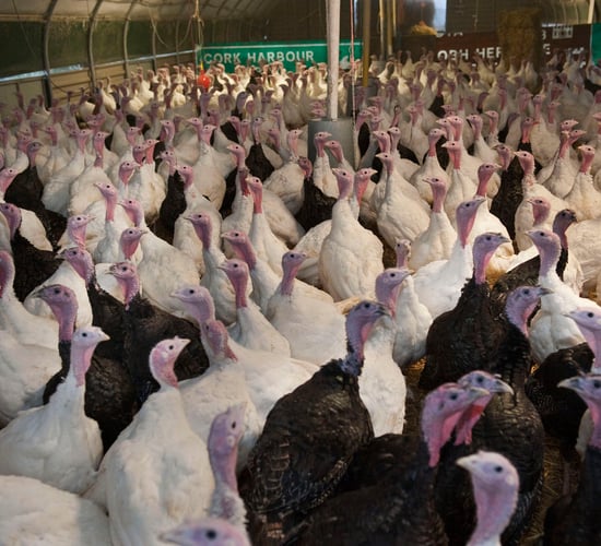 Animal rights group protests outside Dublin butchers