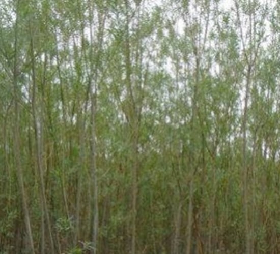 Tilting trees causes them to produce more sugars for biofuel