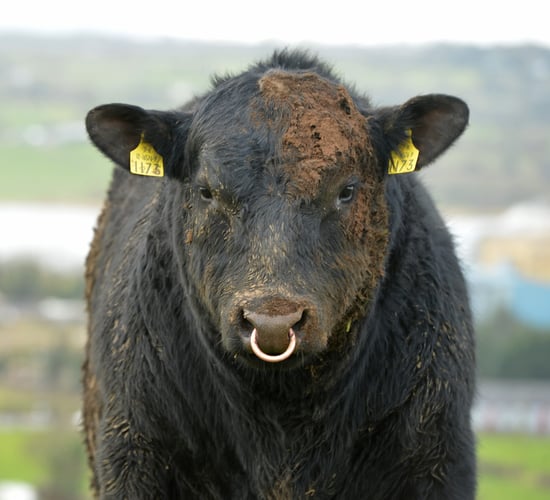 35% of beef pedigree calves born in Ireland bred from foreign sires