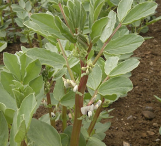 Still opportunity to sow spring beans this spring